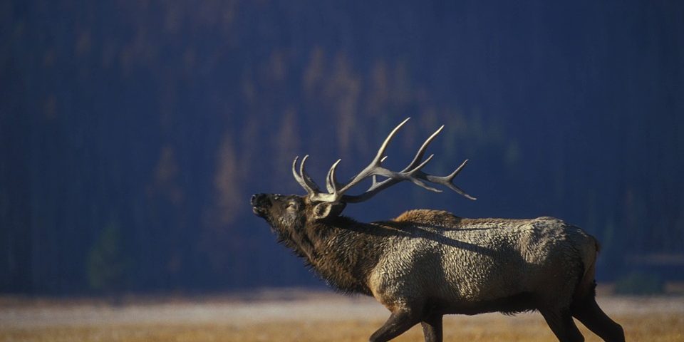 bigbuckgamecoolers Walk in coolers for deer and game hunting